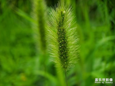風(fēng)中搖曳的狗尾巴草