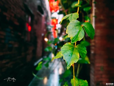 三星S10e記錄的小美好