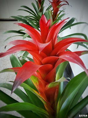 【色彩系列之白色】＋紅色水塔花