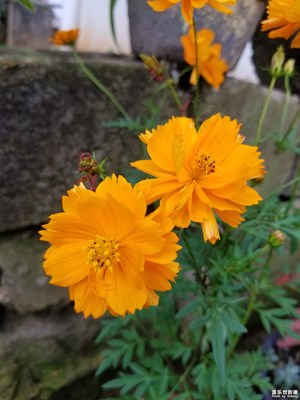 花來了
