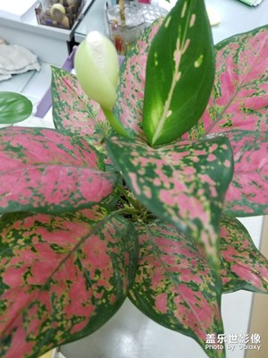 開花了