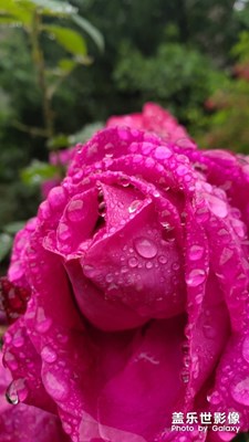 雨后的玫瑰??
