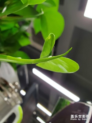 隨拍綠色