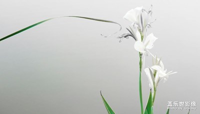 【色彩系列之白色】+曾經(jīng)的最美