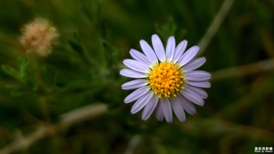 【色彩系列之白色】+白色的小花