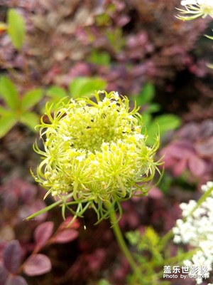 “雪花”