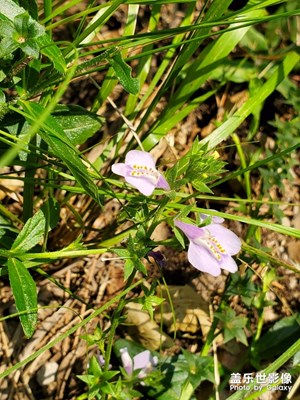 無名小花