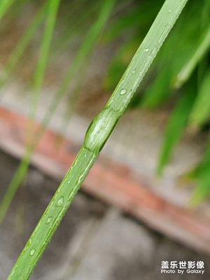雨天微距一張