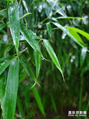 雨打竹葉