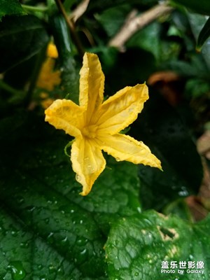 啥花？結(jié)啥瓜
