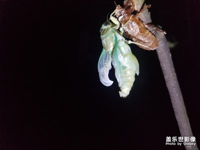好神奇
