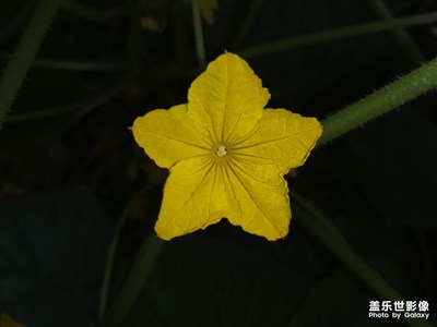 黃瓜花