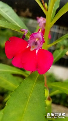 小鳳仙