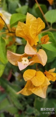 花開滿枝