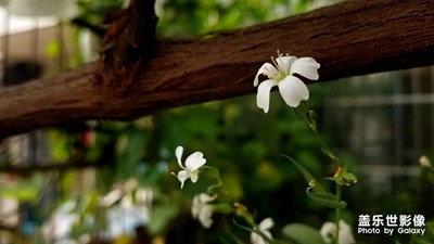 纖細(xì)的美麗