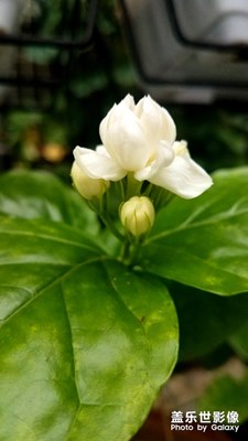 好一朵美麗的茉莉花