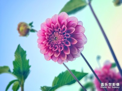 不知道花名