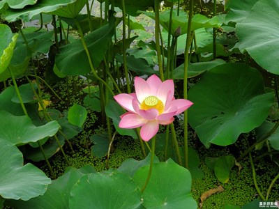 S10+隨拍，夏日荷花