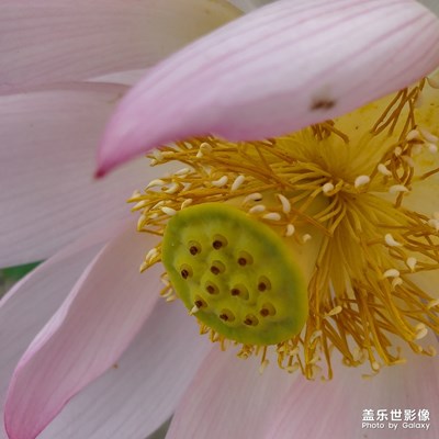 遂寧荷花節(jié)開(kāi)幕啦