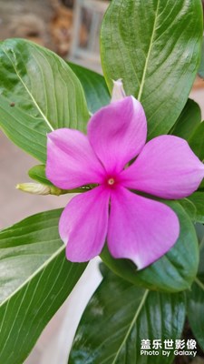 一朵小花