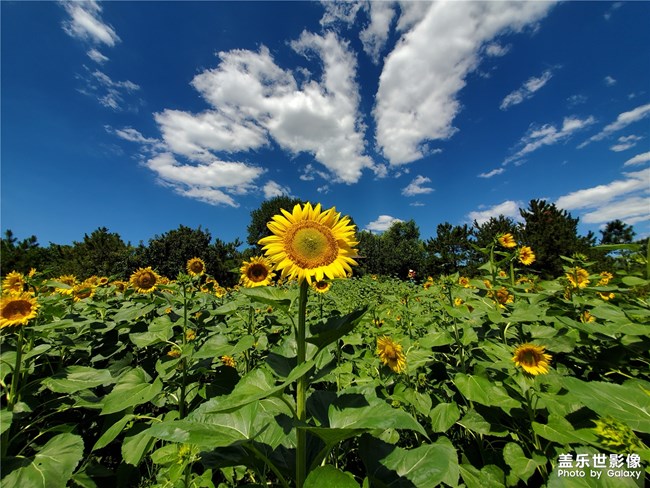 【每周精帖匯155】蓋樂世社區(qū)已經(jīng)4周歲啦！