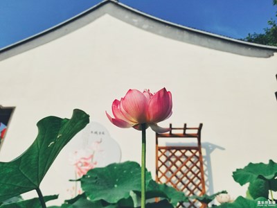 夏荷，聆聽時光的聲音