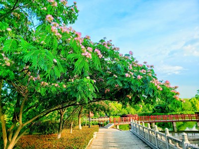 合歡花