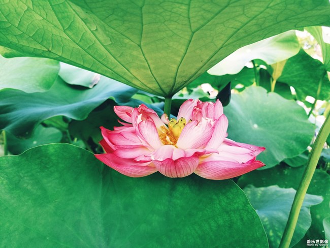 【每周精帖匯155】蓋樂世社區(qū)已經(jīng)4周歲啦！