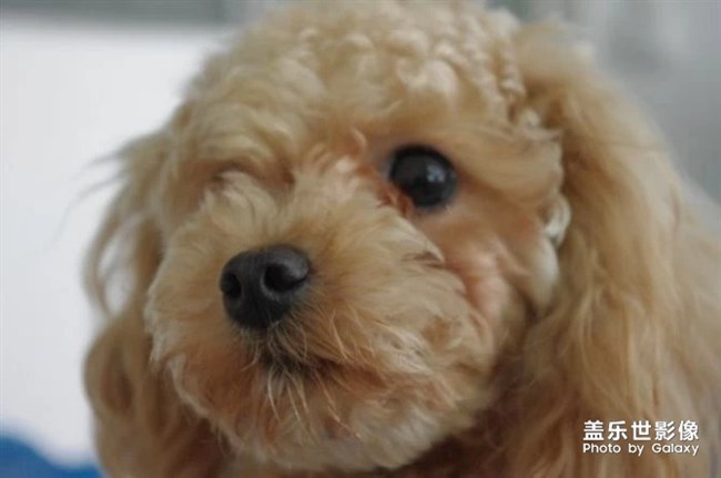 憶我家小泡飯往昔。