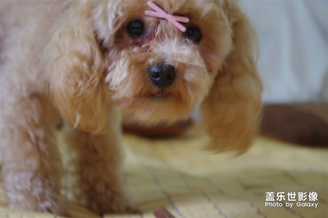 憶我家小泡飯往昔。