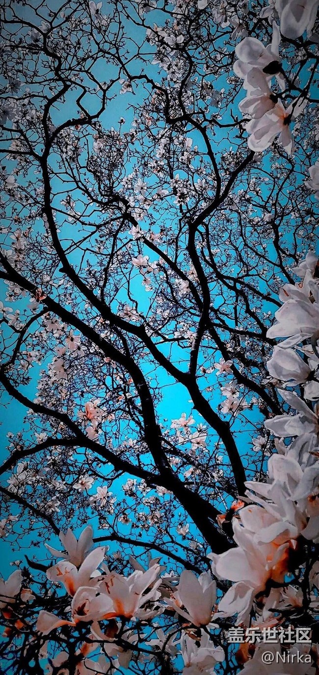 漂亮的什么花壁紙，現(xiàn)已打包上傳