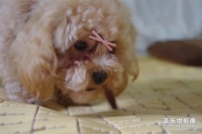 憶我家小泡飯往昔。