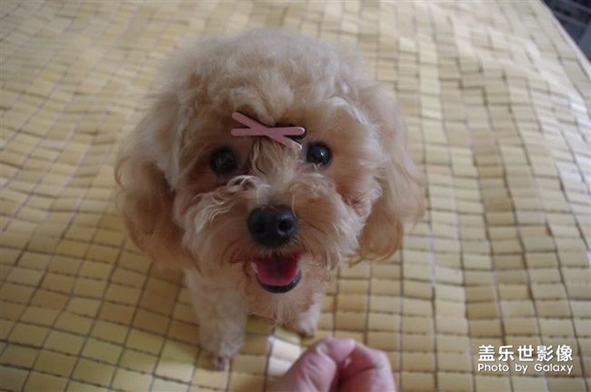 憶我家小泡飯往昔。