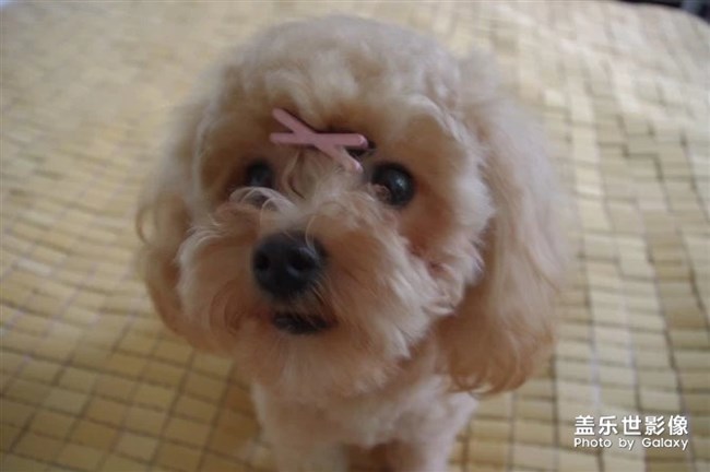 憶我家小泡飯往昔。