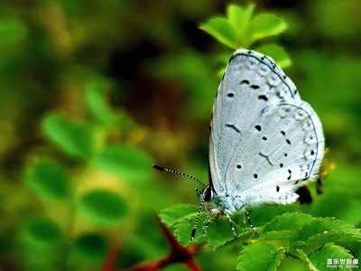 蟲(chóng)趣--我有我姿態(tài)