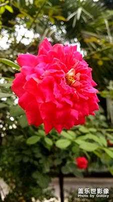 兩朵花