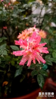 雨中小花