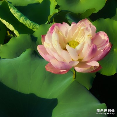 芙蓉仙子出水來(lái)