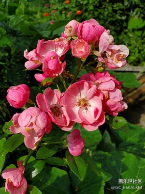 拍花