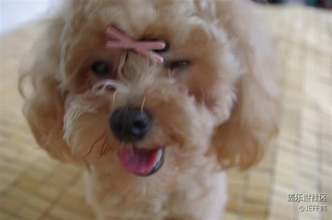 來組我家小泡飯的表情包。