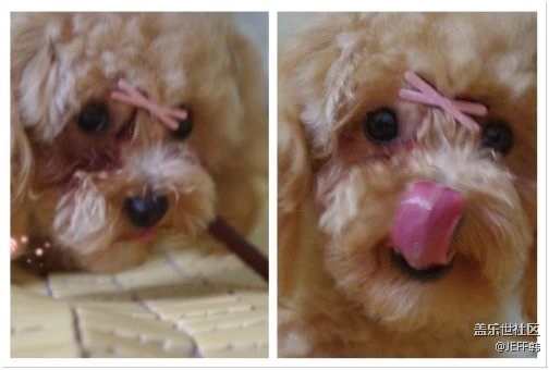 來組我家小泡飯的表情包。