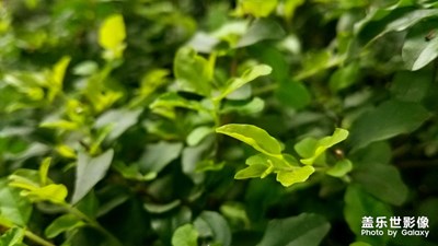 養(yǎng)眼的綠