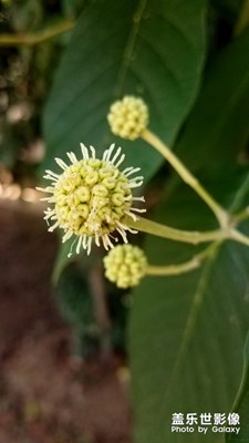 “病毒”來襲