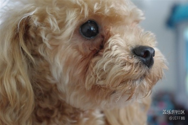 來組我家小泡飯的表情包。