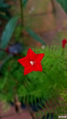 閃閃的紅星