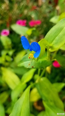 “藍(lán)色蝴蝶”