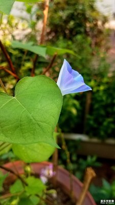 粉粉的藍(lán)色