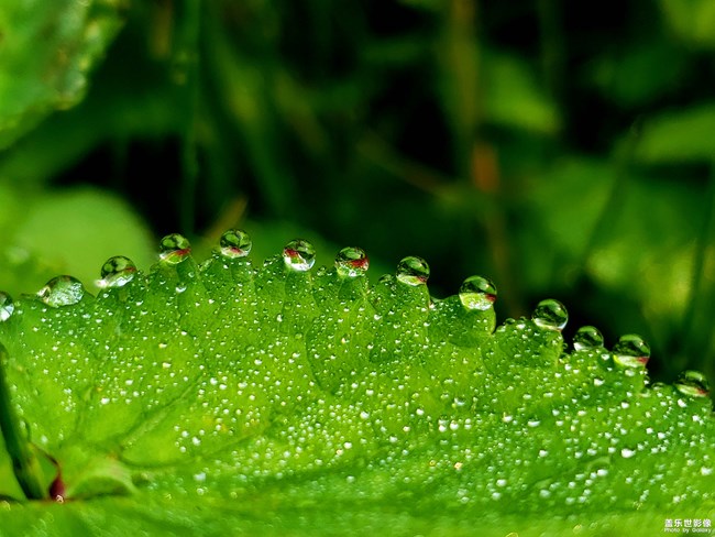 【每周精帖匯155】蓋樂世社區(qū)已經(jīng)4周歲啦！