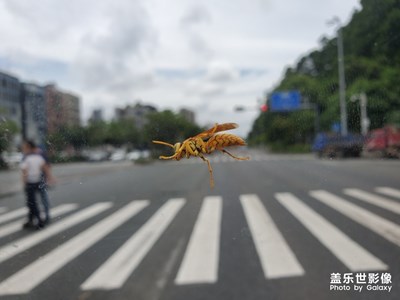 大黃蜂