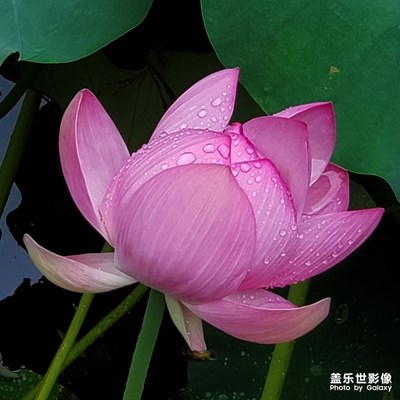 觀荷